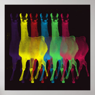Póster seis llamas en seis colores
