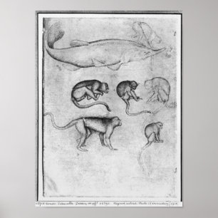 Póster Seis monos y una cirujana