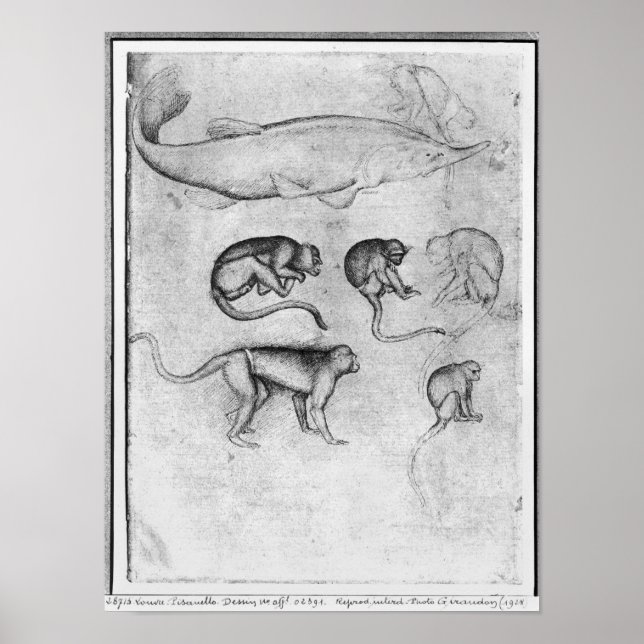 Póster Seis monos y una cirujana (Frente)