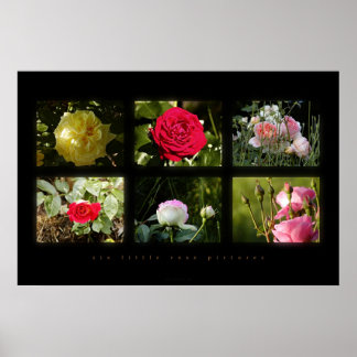 Póster seis pequeñas fotos de rosa