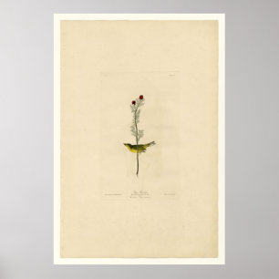 Póster Selby Flycatcher_Audubon