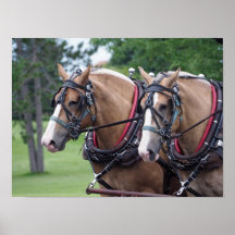 Selección de caballos de Bélgica