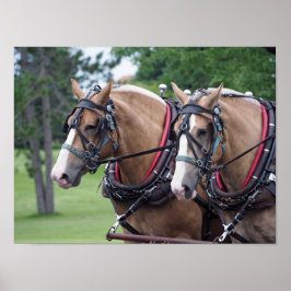 Póster Selección de caballos de Bélgica