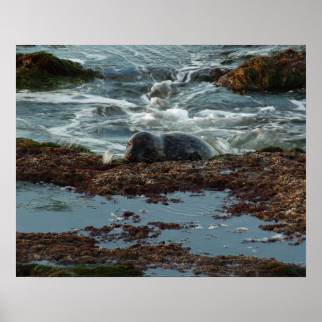 Póster Sello de puerto de luz solar I en San Diego (Frente)