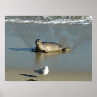 Póster Sello de puerto en La Jolla California
