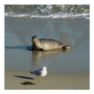 Póster Sello de puerto en La Jolla California
