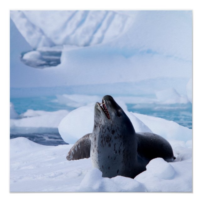 Póster Sello leopardo (Anverso)
