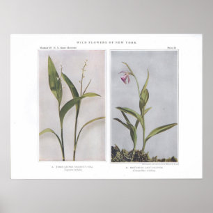 Póster Sello Salomón de tres hojas - Vagnera trifolia