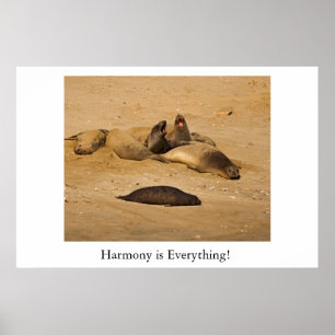 Póster Sellos de elefante de California septentrional