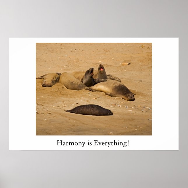 Póster Sellos de elefantes del norte de California (Frente)