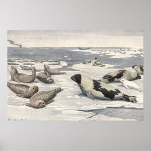 Póster Sellos de harpa vintage en la nieve ártica por Lou