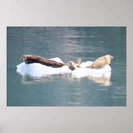 Póster Sellos en hielo