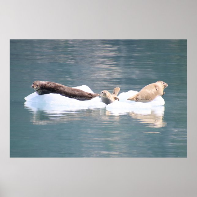 Póster Sellos en hielo (Frente)