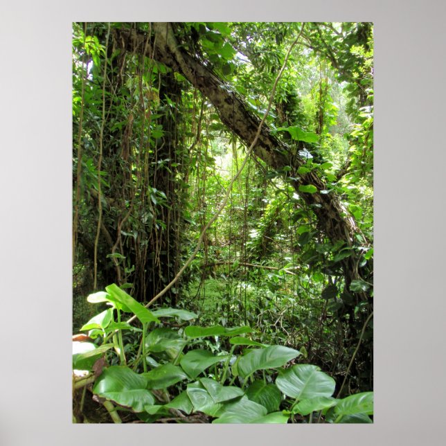 Póster Selva Hawaiana (Frente)