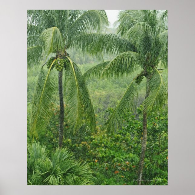 Póster Selva tropical (Frente)