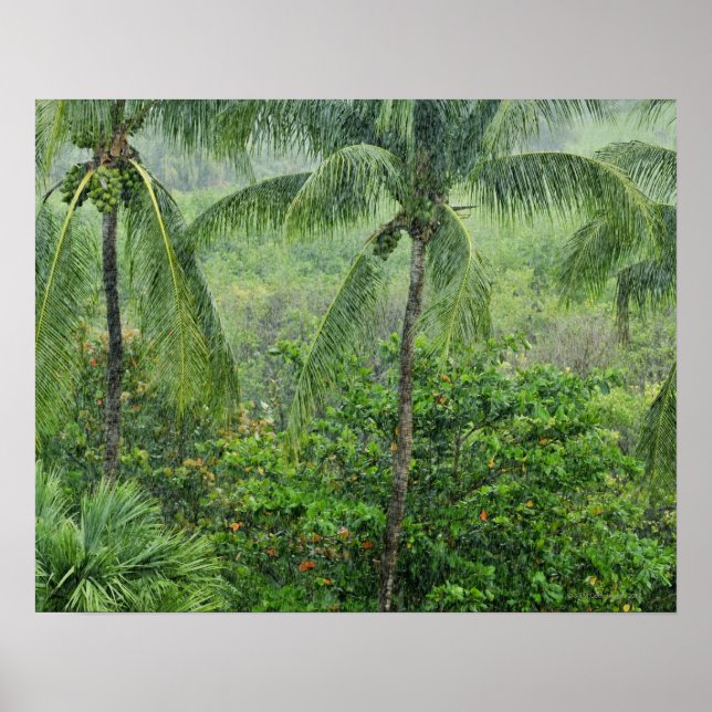 Póster Selva tropical 2 (Frente)