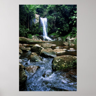 Póster Selva tropical australiana