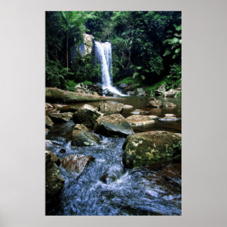 Póster Selva tropical australiana