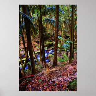 Póster Selva tropical australiana