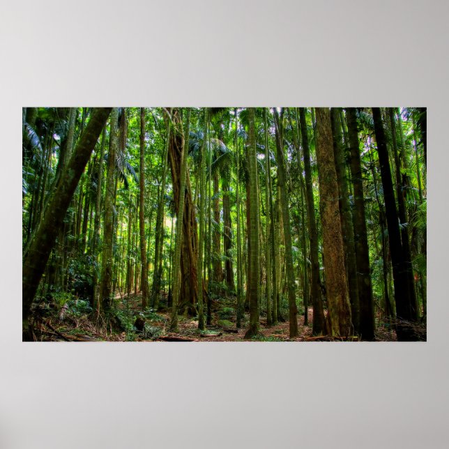 Póster Selva tropical australiana (Frente)