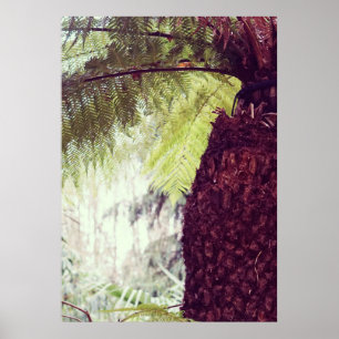 Póster Selva tropical de helechos