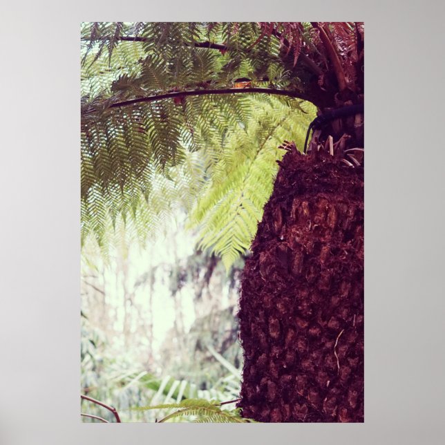 Póster Selva tropical de helechos (Frente)