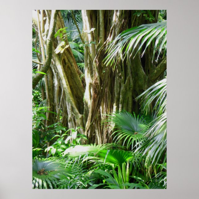 Póster Selva tropical hawaiana de lluvia (Frente)