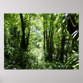 Póster Selva tropical II dominicana de lluvia verde tropi