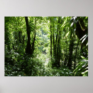 Póster Selva tropical II dominicana de lluvia verde tropi
