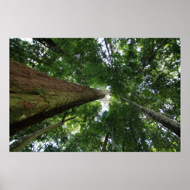 Póster Selva tropical indonesia (Frente)