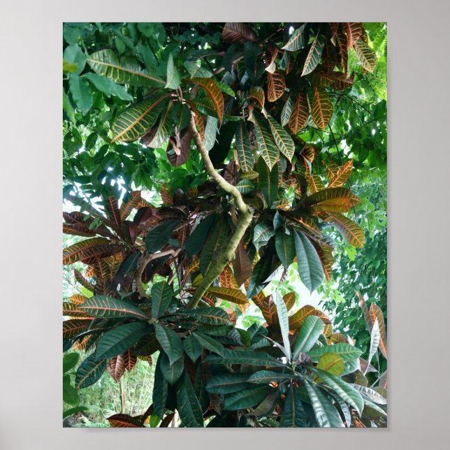 Póster Selva tropical verde (Frente)
