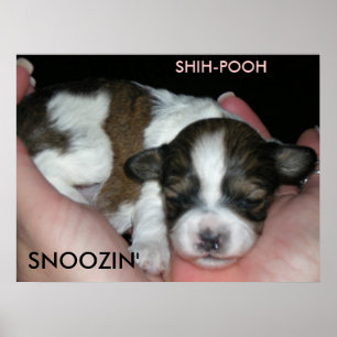 Póster SEMANA SHIH-POO, S de SNOOZIN', 2…