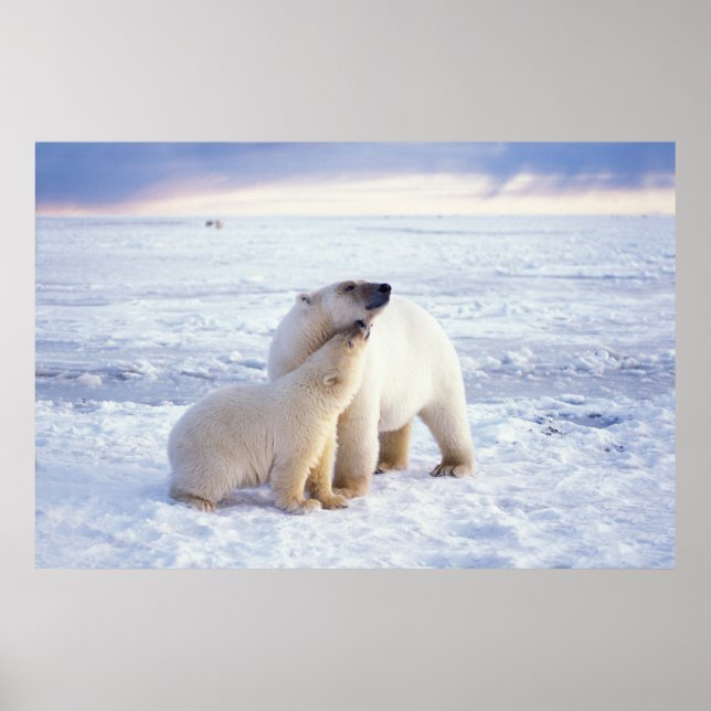Póster Sembra de oso polar con cachorro, empaca hielo de (Frente)