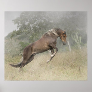 Póster Semental de Mangalarga Marchador en la libertad