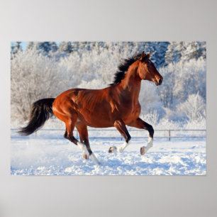 Póster Semental de Trakehner de la bahía