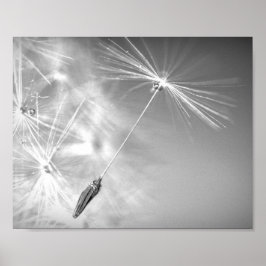 Póster Semilla Dandelion con Waterdrop Fotografía Wall Ar