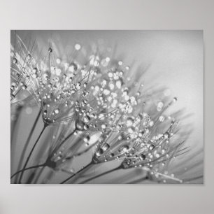 Póster Semilla de Dandelion con pared de cascada Art. 2