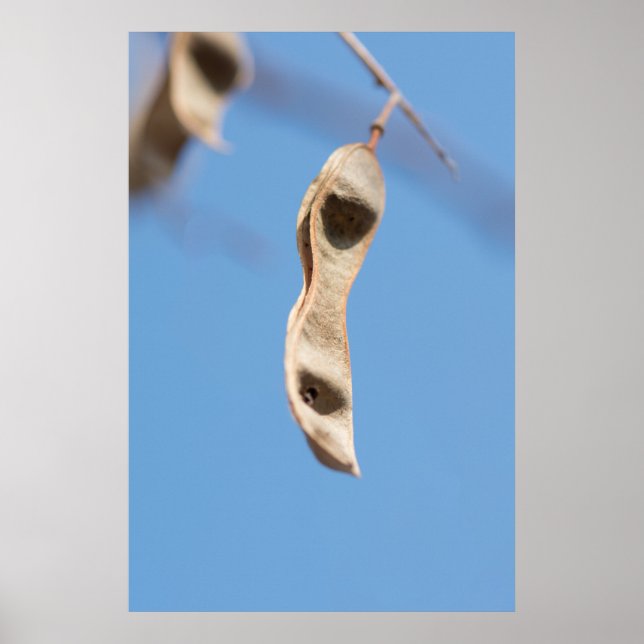 Póster Semillas de Acacia (Frente)