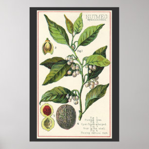 Póster Semillas de frutas de plantas de nuez de vintage, 