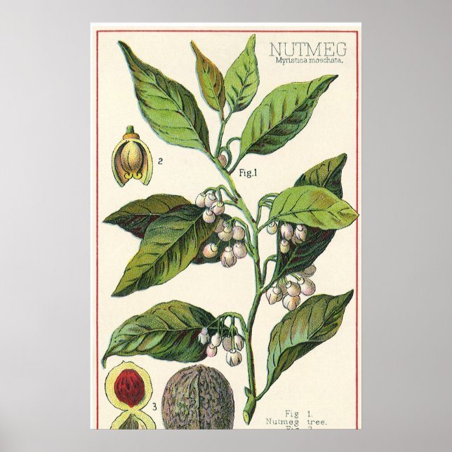 Póster Semillas de frutas de plantas de nuez de vintage,  (Frente)