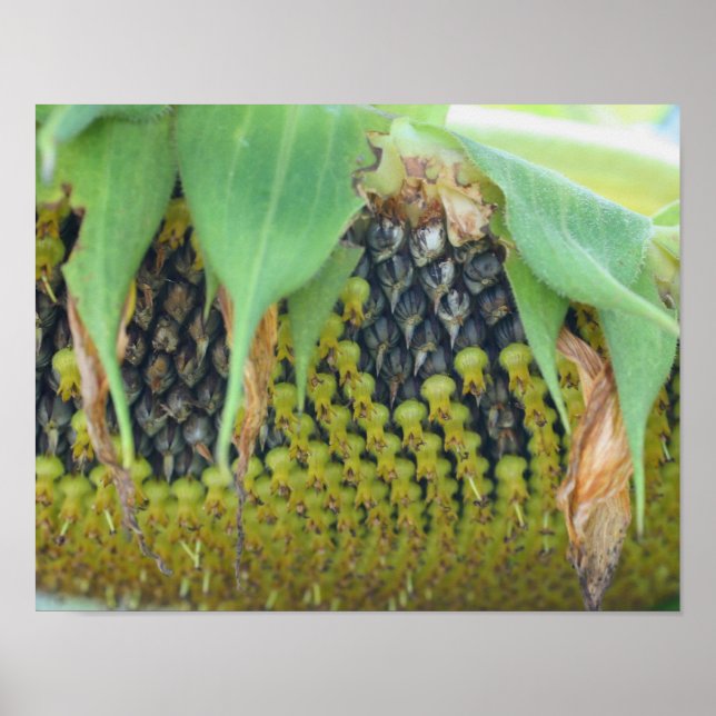 Póster Semillas De Girasol En La Flor Arriba Cerca (Frente)
