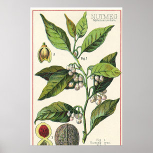 Póster Semillas de la fruta de la planta de la nuez