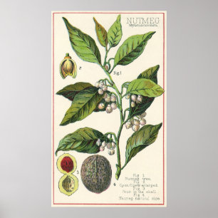 Póster Semillas de la fruta de la planta de la nuez