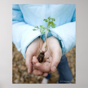 Póster Semillas vegetales