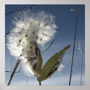 Póster Semillas y vainas del Milkweed