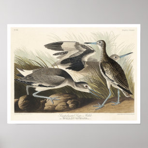 Póster Semipalms o chuleta por Audubon Poster