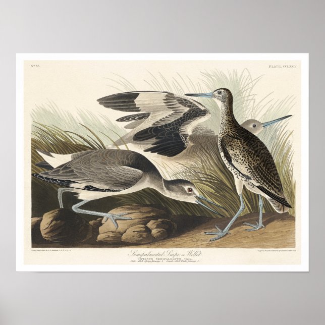 Póster Semipalms o chuleta por Audubon Poster (Frente)