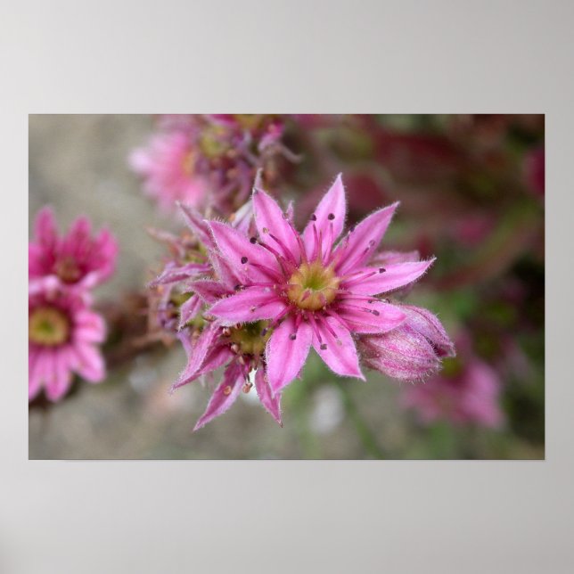 Póster Sempervivum tectorum (Frente)