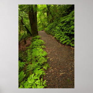 Póster Sendero a través del bosque