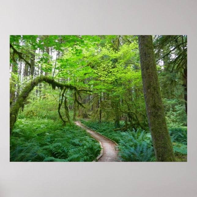 Póster Sendero Ancient Groves en el Parque Nacional Olymp (Frente)